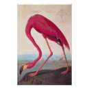 Suche nach amerikanischer flamingo poster John james audubon