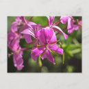 Suche nach geranium postkarten Blüten