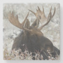 Suche nach moos untersetzer Usa