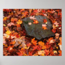Suche nach waldboden poster Herbst
