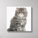 Suche nach persian leinwandbilder Katzen