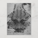 Suche nach amerikanischer alligator postkarten Krokodil