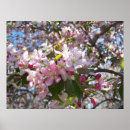 Suche nach rosa kirschblüten poster Kirschbaum