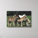 Suche nach fohlen leinwandbilder Miniatur