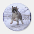 Suche nach akita magnete Welpe