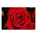 Suche nach romantische rote rose poster Rosen