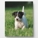 Suche nach terrier fotoplatten Hund