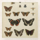 Suche nach raupe untersetzer Tiere