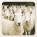 Suche nach schafe untersetzer Lamm