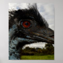 Suche nach emu poster Für alle