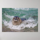 Suche nach großes siegel poster Ozean