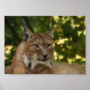 Suche nach der luchs poster Niedlich