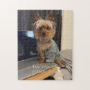 Suche nach yorkie puzzle Yorkshire terrier
