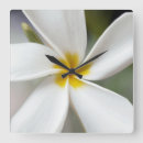 Suche nach plumeria wanduhren Frangipani