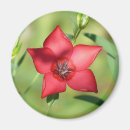 Suche nach grünes laub magnete Botanisch