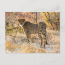 Suche nach gepard postkarten Großkatze