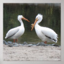 Suche nach pelican poster Vögel