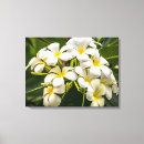 Suche nach frangipani leinwandbilder Insel