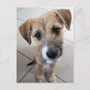 Suche nach trauriger hund postkarten Für alle