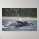 Suche nach wal foto poster Meeresleben