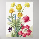 Suche nach tulpen poster Aquarell