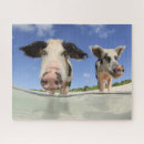 Suche nach schweine puzzle Bahamas