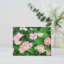 Suche nach rosa tulpe postkarten Für sie/ihn