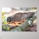 Suche nach effect poster Eule