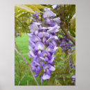 Suche nach wisteria poster Blume