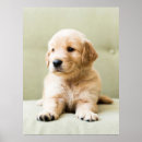 Suche nach niedlicher goldener retriever poster Junges tier