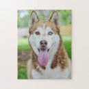 Suche nach roter malamute Alaskan