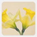 Suche nach daffodil aufkleber Flora