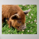 Suche nach niedliches schwein poster Jede person