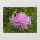 Suche nach distel postkarten Blume