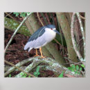 Suche nach zucht poster Vogel