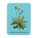 Suche nach löwenzahn magnete Natur