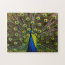 Suche nach bunter pfau Jede person