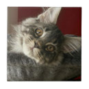 Suche nach kitten fliesen Foto