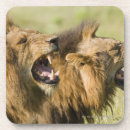 Suche nach männlicher löwe untersetzer Wild lebende tiere