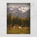 Suche nach weißes pferd postkarten Foto