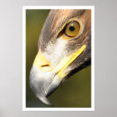 Suche nach goldener adler poster Raptor
