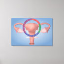 Suche nach weibliche anatomie leinwandbilder Fortpflanzungssystem