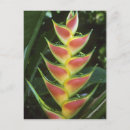 Suche nach heliconia postkarten Orange