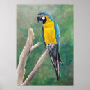 Suche nach goldmacaw Tropisch
