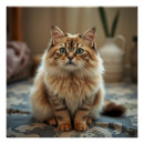 Suche nach persian cat poster Katze