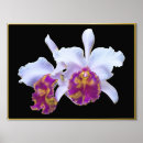 Suche nach weiße orchideen poster Elegant