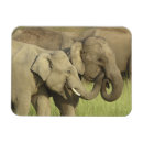 Suche nach indischer elefant magnete Asien