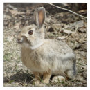 Suche nach baumwolle fliesen Kaninchen