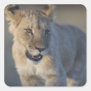 Suche nach panthera aufkleber Wild lebende tiere