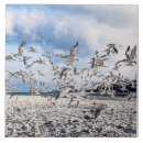 Suche nach die himmel fliesen Vögel